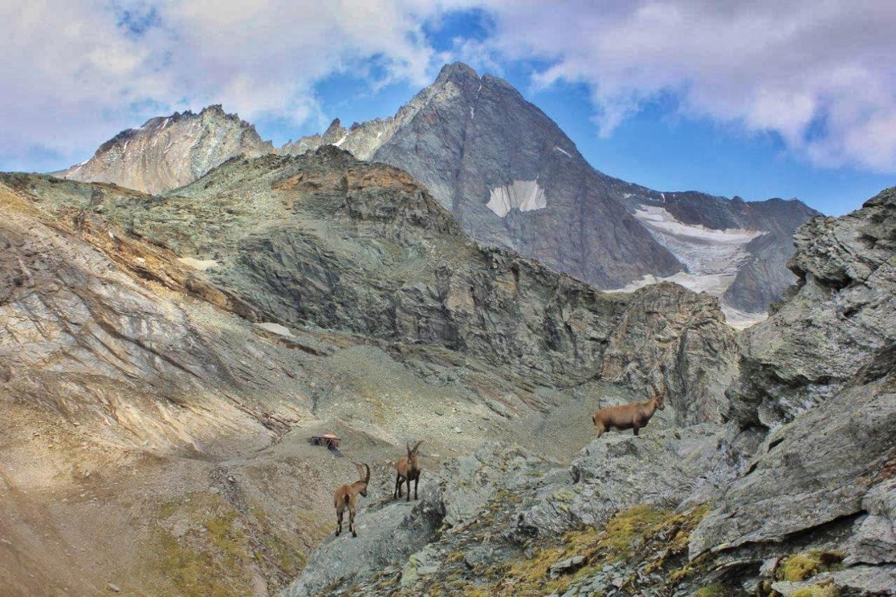 Pension Erlhof Saalfelden Dış mekan fotoğraf